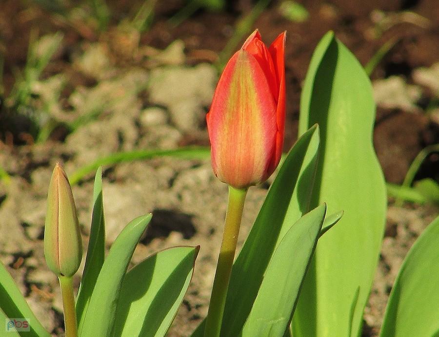 Tulipan z blokowego ogródka