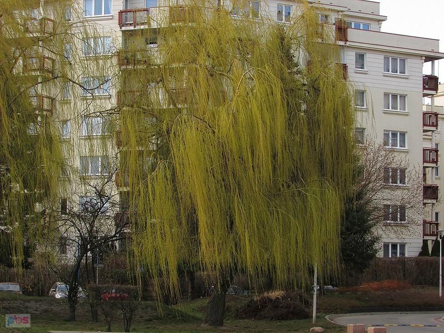 Wierzba płacząca