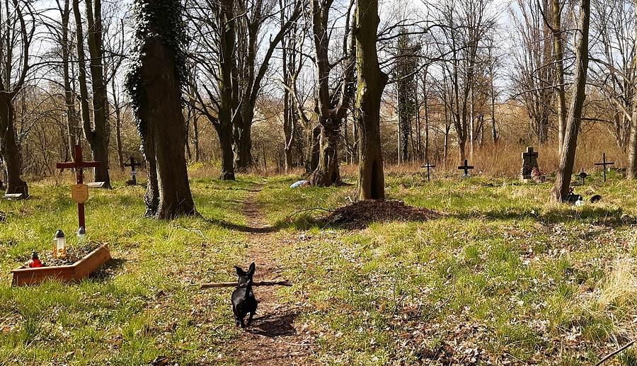Zapomniany cmentarz, czyli ani las, ani park