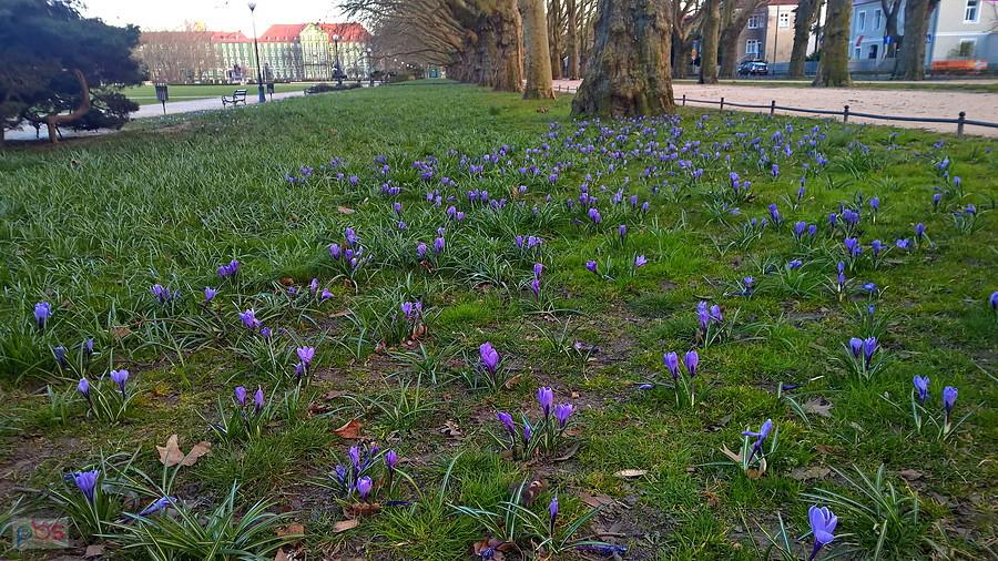 Na Jasnych Błoniach ciągle kwitną krokusy.