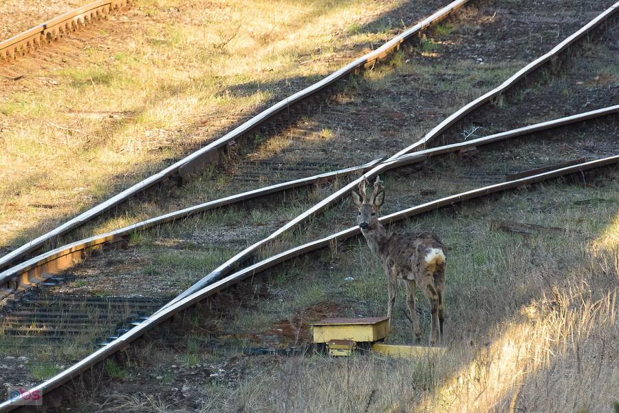 Rogaś sprawdza napęd rozjazdu
