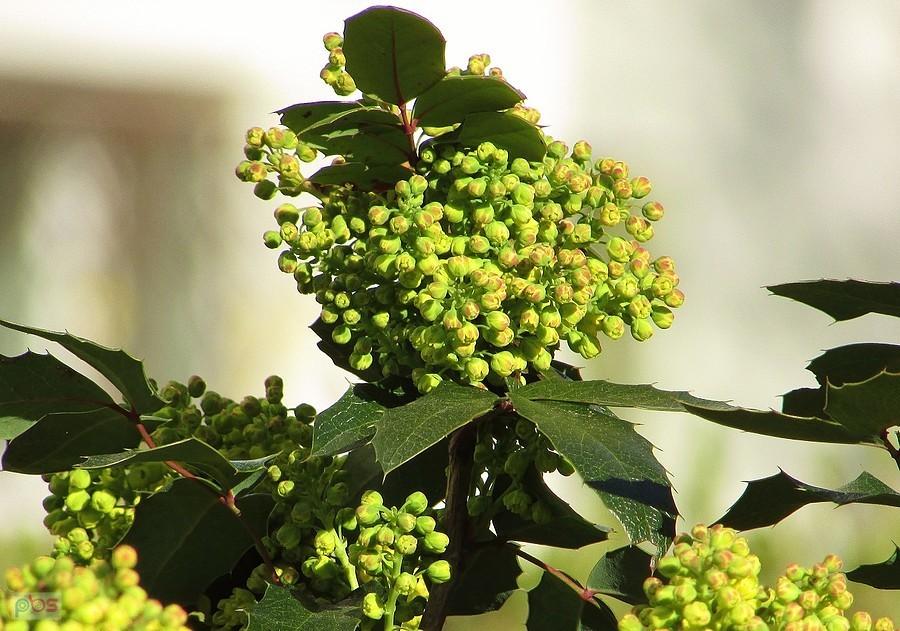 Lada chwila zakwitnie mahonia