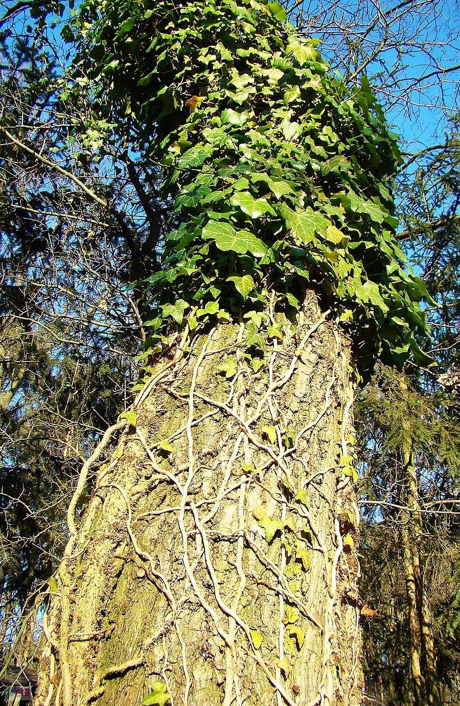 Oplecione bluszczem