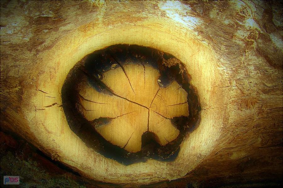 Natura zrobiła...