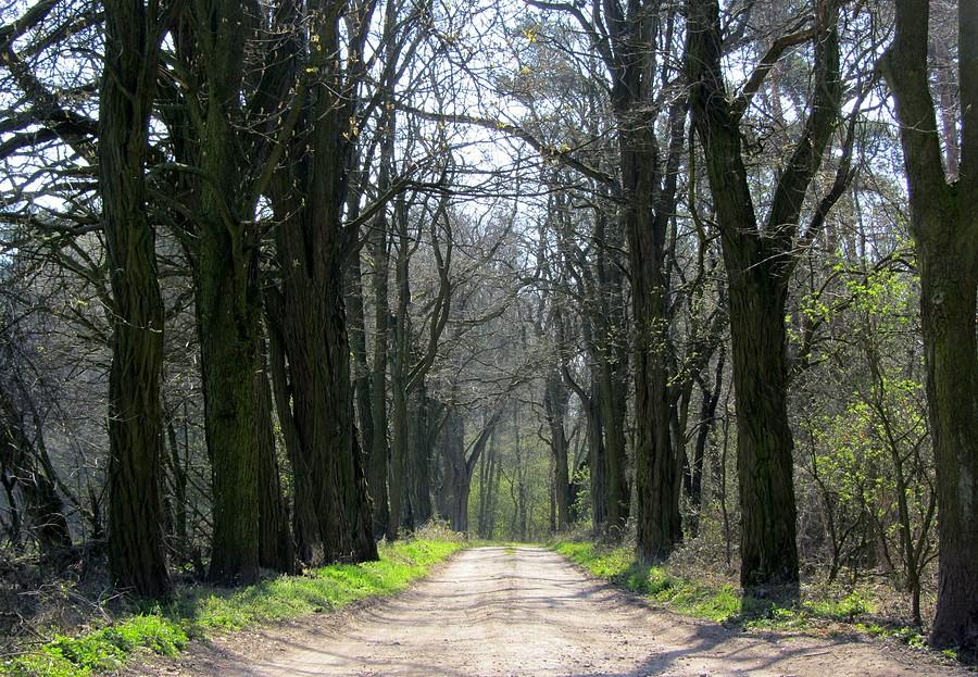 Drogi dzieci, oto las. Siedziba Covid-19