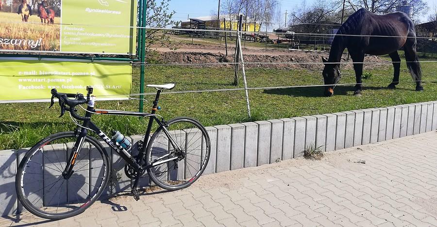 Większego dziś nie spotkałem, Poznań