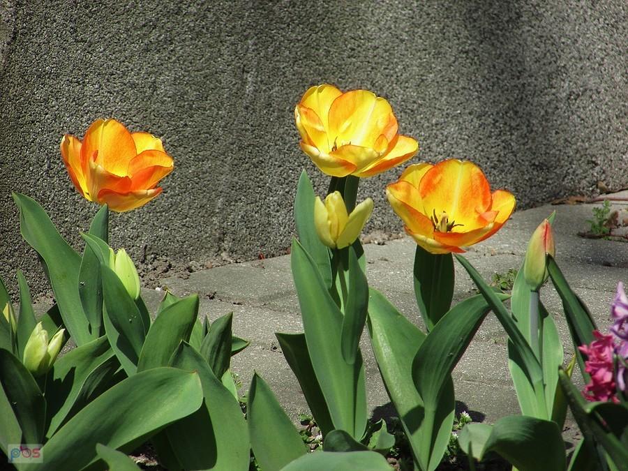 Tulipany z pod bloku