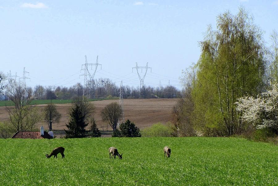 Sielsko, sareńsko