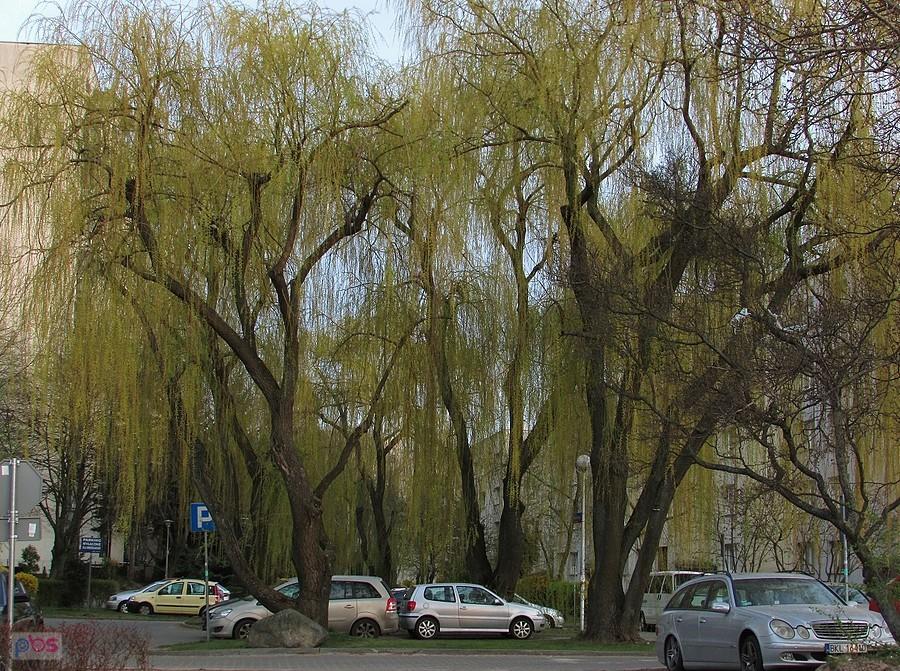 Wierzbowy gaj przy ul. Wasilkowskiego