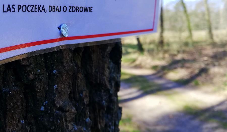 "Las poczeka" jako niesmaczny żart po wycince - Tulce