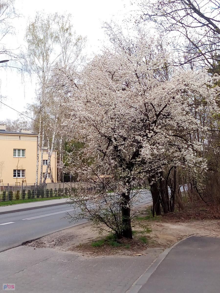 Wiosenne drzewa
