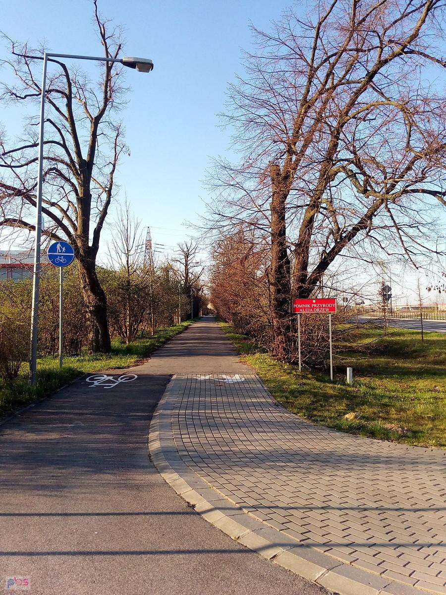 Aleja drzew, przez nieszczęśliwie zakochanych zwana aleją miłości