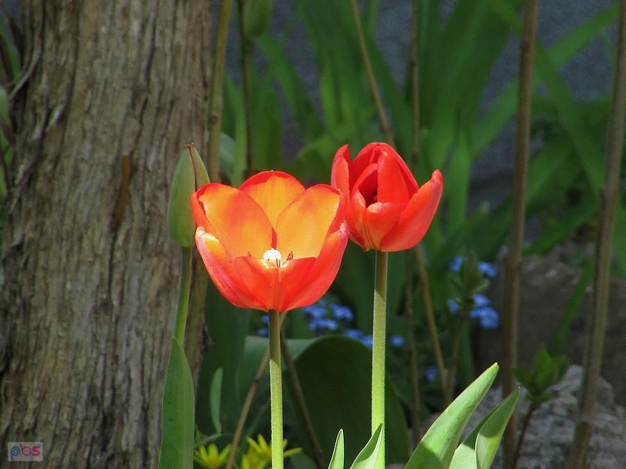 Czerwone tulipany