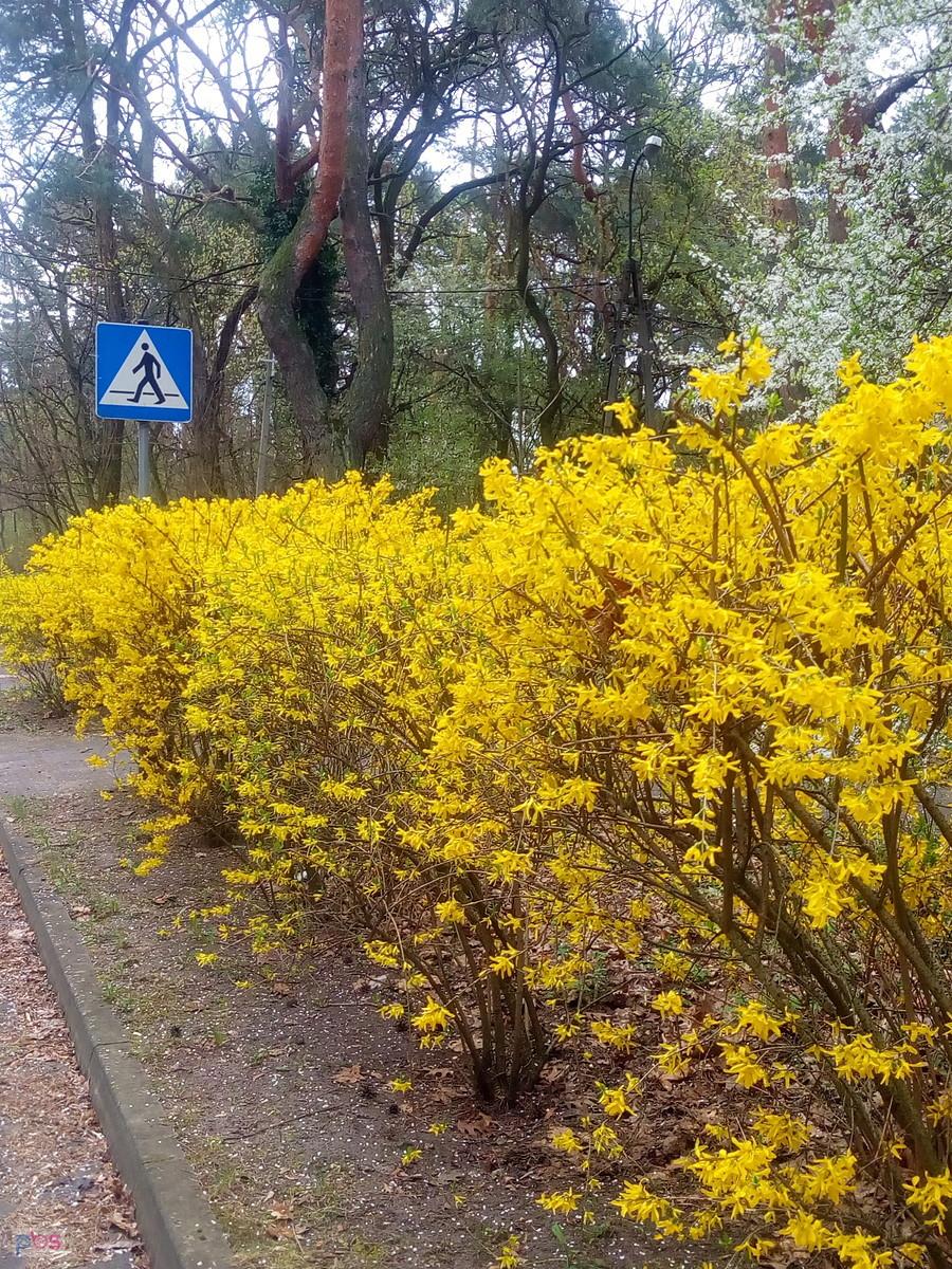 Żywopłot z forsycji