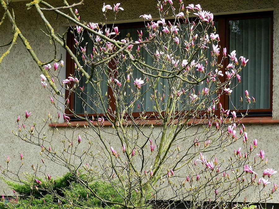 Powoli rozkwitają magnolie.