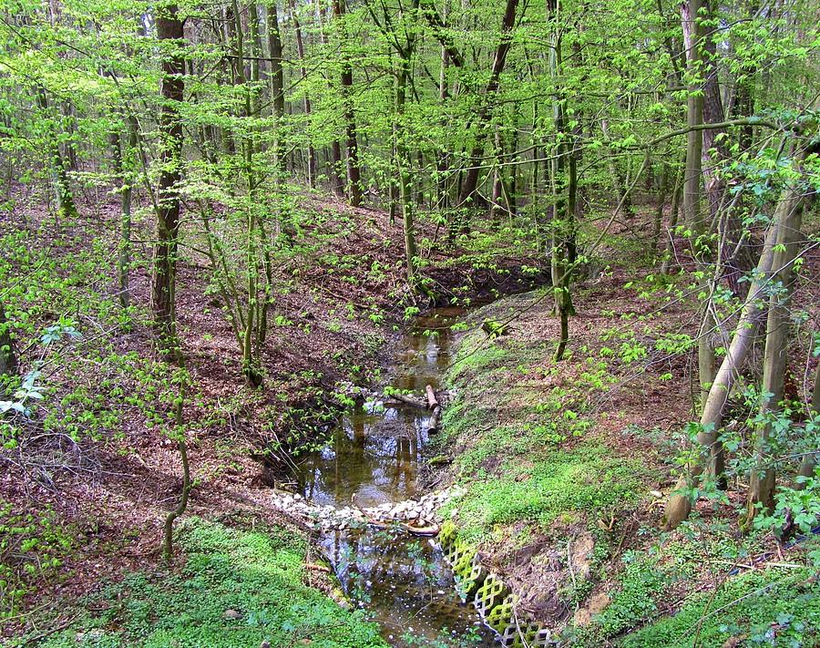 Strumyk w końcu w zieleni, Poznań Strzeszyn