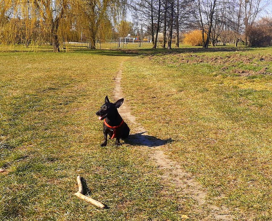 Fenek, wersja black ;)