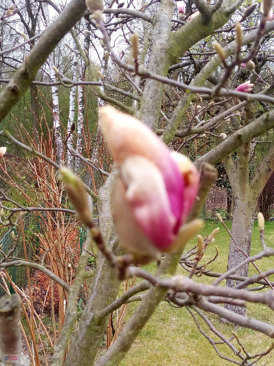 Pąk magnolii