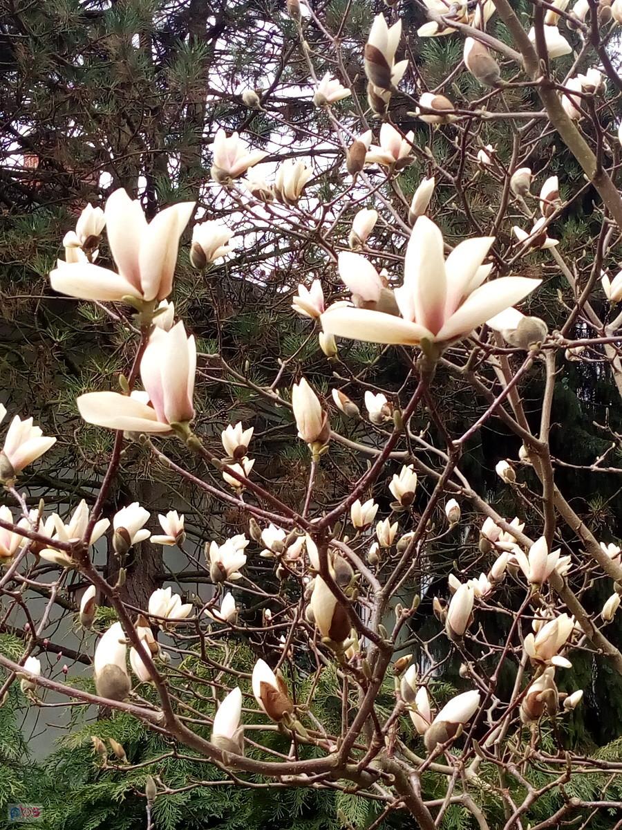 I kwiaty magnolii