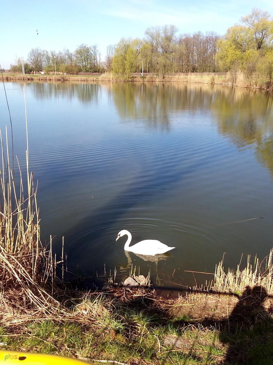 Łabędź na stawie w Zielonkach