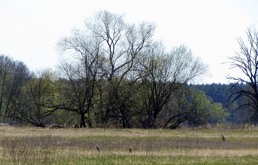 Stadko czapli, baaaardzo daleko - Radzewice