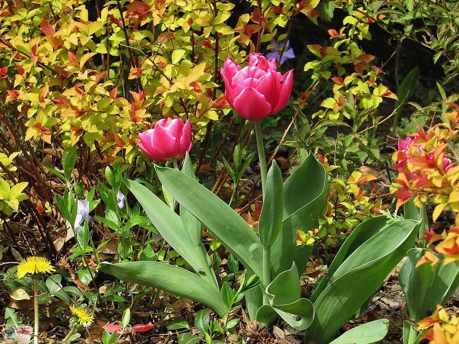 Tulipany przykościelne