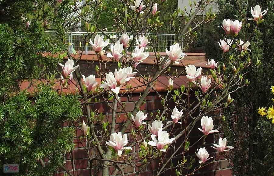 Zakwitły magnolie