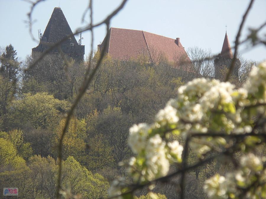 Białe kwiaty Grodźca