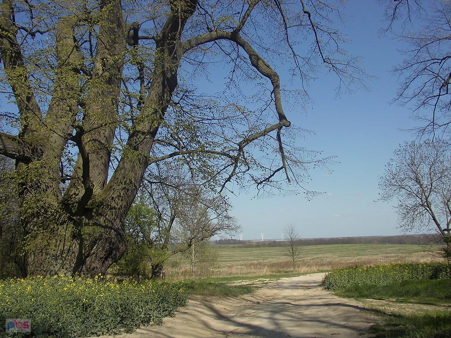 Lipa Racławicka - 250 lat i widok na Równinę Chojnowską