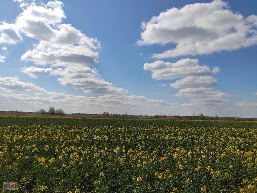 Pole z kwitnącym rzepakiem