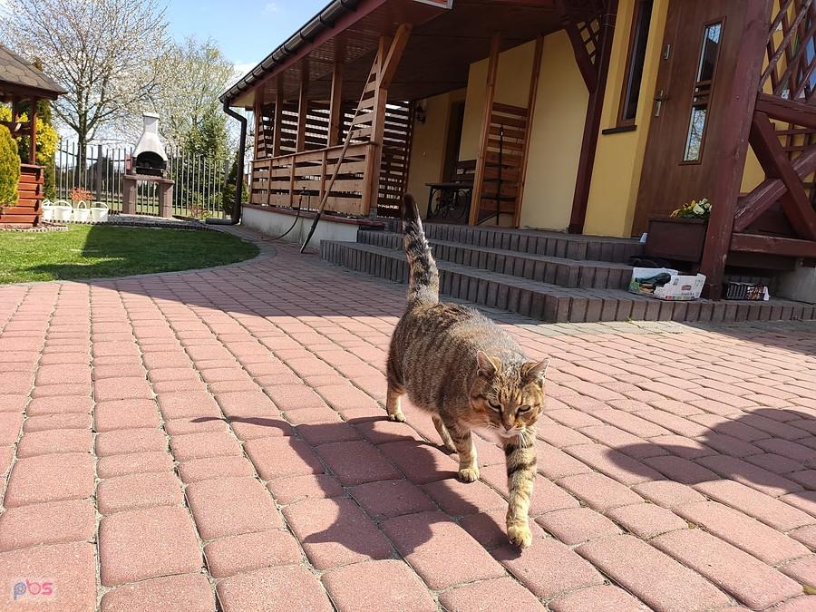 Taki oto kot domowy