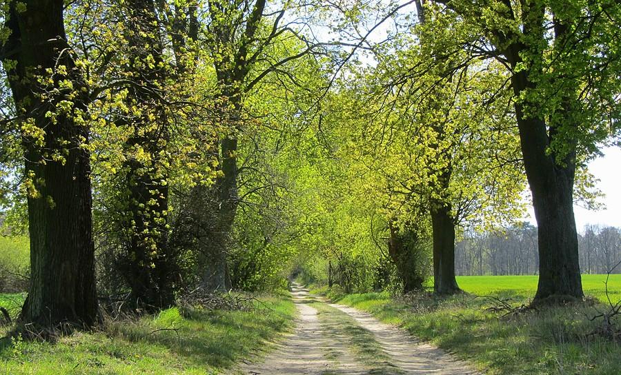 Feeria wiosennych barw - Wielkopolski Park Narodowy