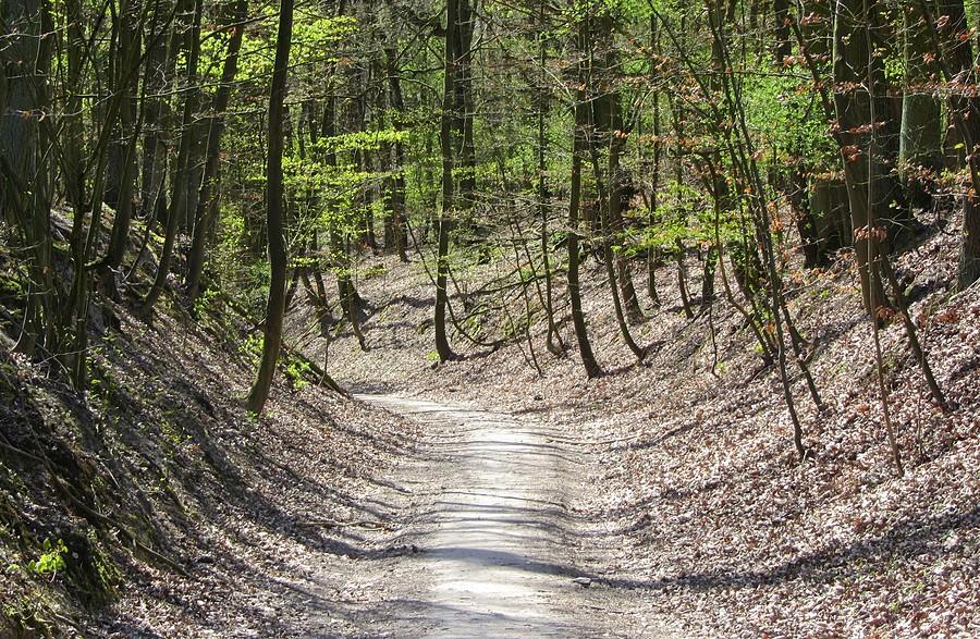 Sam wąwóz, chwila przed zakrętem - Wielkopolski Park Narodowy