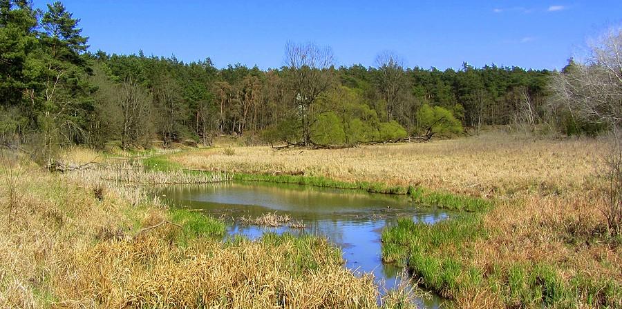 Resztki moczarów - Wielkopolski Park Narodowy