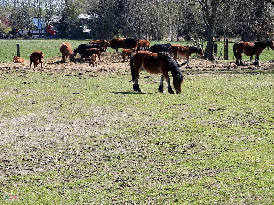 Pora obiadowa dla krów i koni w Witorzy.