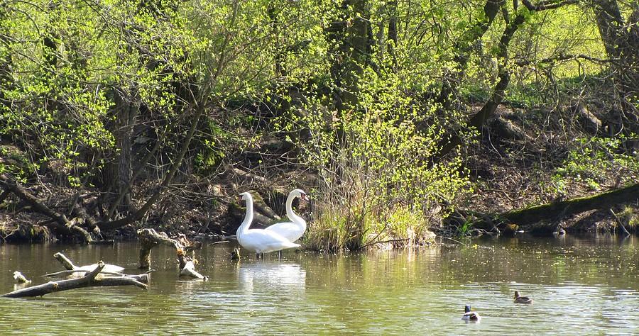 Byle dalej od ludzi. I słusznie - Dębina, Poznań