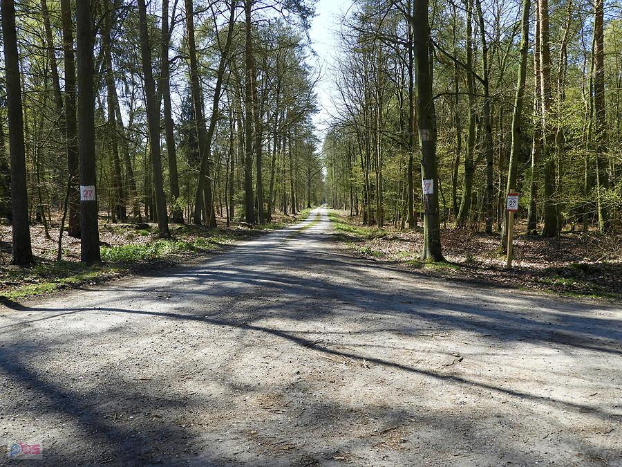 Droga leśna nr 27 to ponad 5 km.