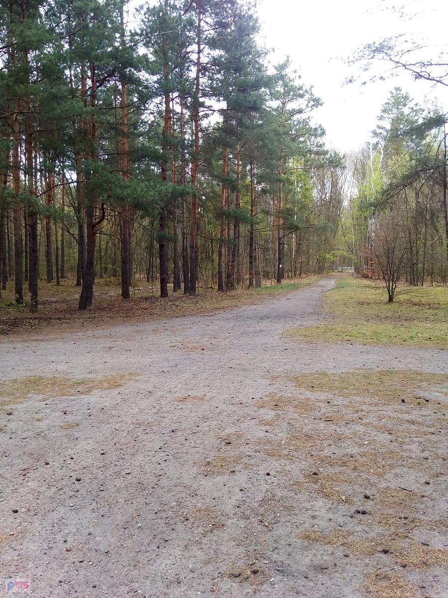 Leśne skrzyżowanie