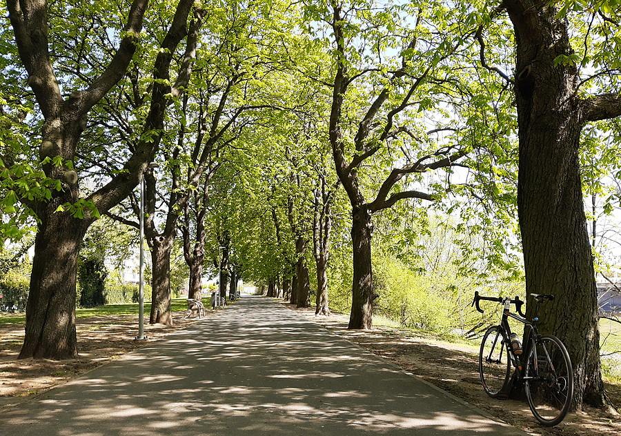 Park im. Tadeusza Mazowieckiego - Poznań