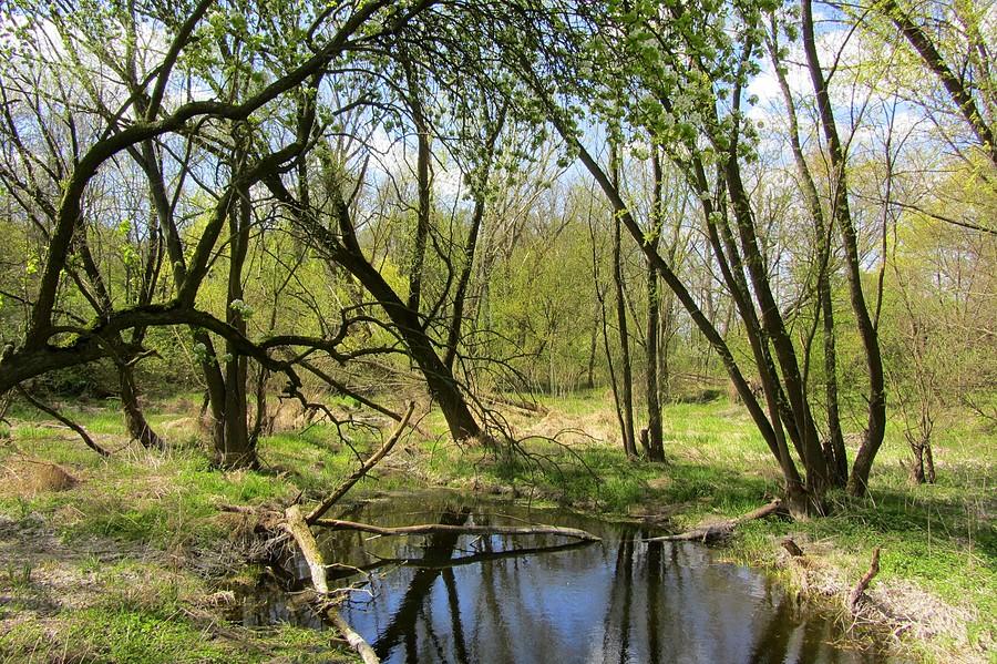 Nawet na wschodnich pustyniach względem Poznania można znaleźć kawałek zieleni - Komorniki