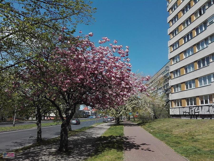 Wiosenne widoki na ulicy Santockiej.