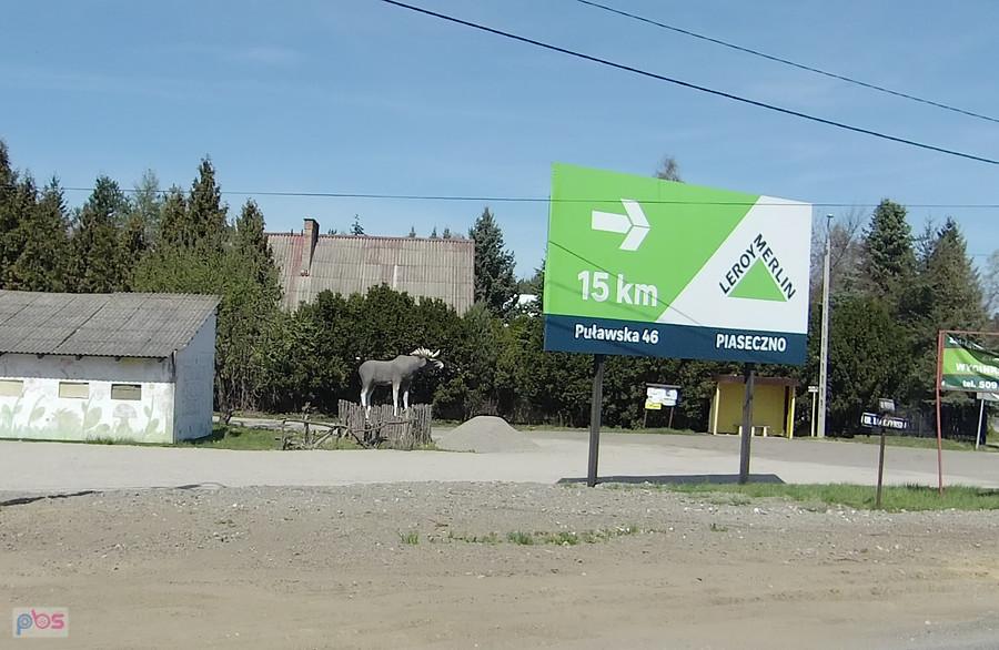 Łoś w Łosiu