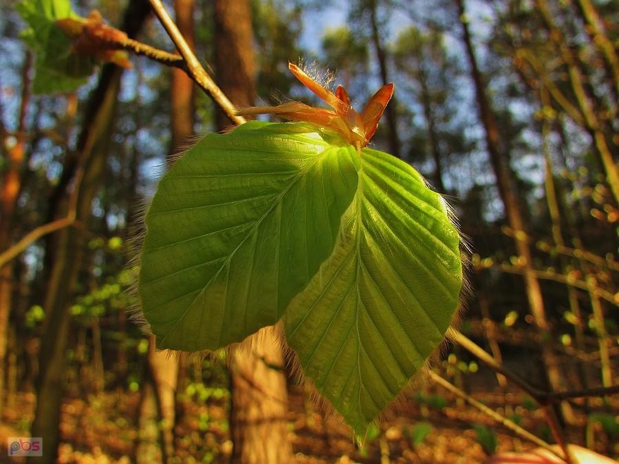 Owłosione bukowe listki