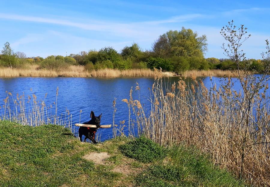Potwór z bagien :) - Szachty, Poznań