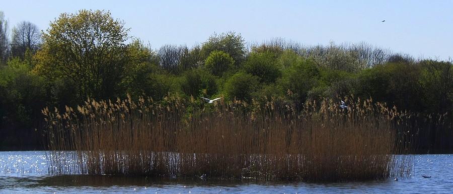 Są szuwary, jest imoreza - Szachty, Poznań