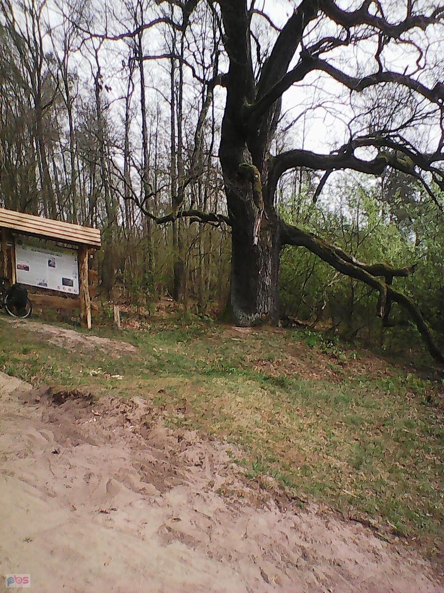 Odpoczynek w lesie.