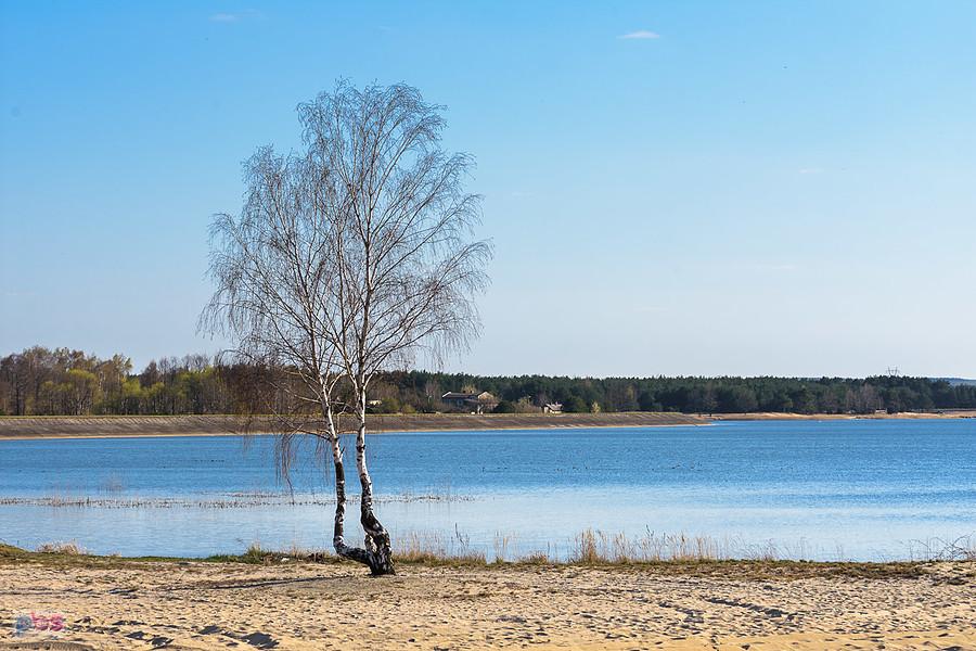 Brzoza na tle Zalewu Porajskiego - ujęcie z brzegu w Masłońskim