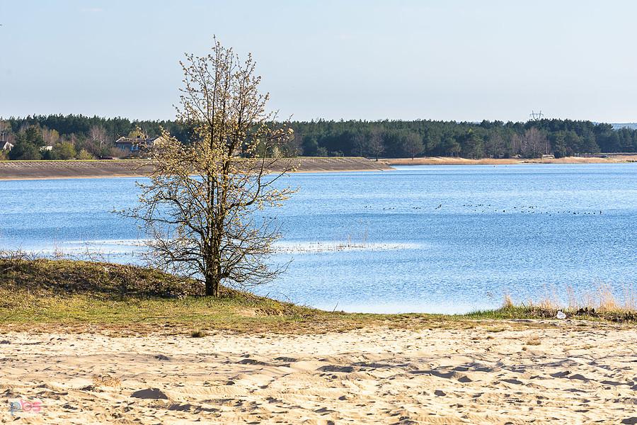 Drzewa na tle zalewu w Poraju - brzeg w Masłońskim