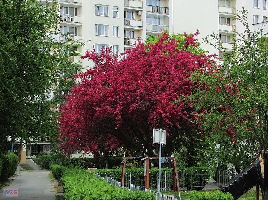Kolorowe podwórko