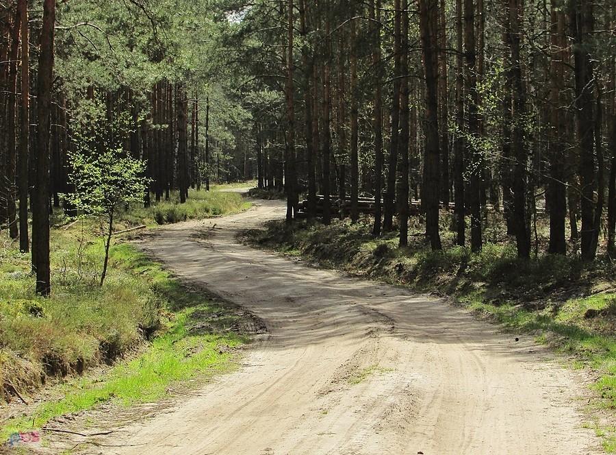 Leśna droga pod Chinowem
